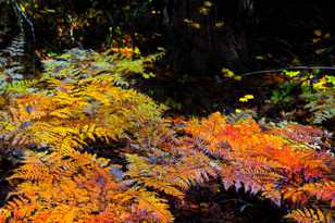 Ferns in Autumn-4969